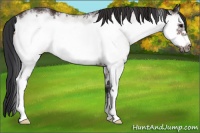 Horse Color:White Spotted Bay Frame 