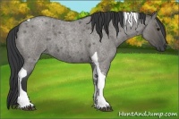 Horse Color:Grullo Roan Tobiano