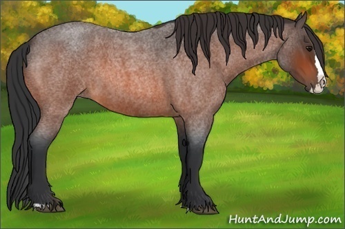 Horse Color:Bay Roan Splash