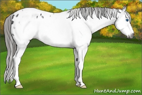 Horse Color:Gray White Spotted Black Splash Frame Near Leopard 