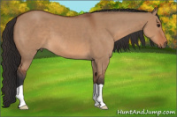 Horse Color:Bay Dun