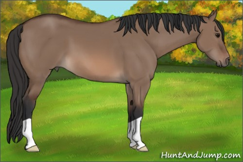 Horse Color: Brown Dun 