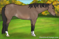 Horse Color:Brown Dun 