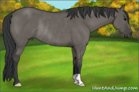 Horse Color:Grullo Rabicano