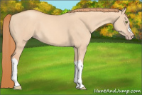 Horse Color:Gold Champagne Dun 