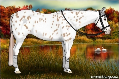 Horse Color:Red Dun Appaloosa Rabicano