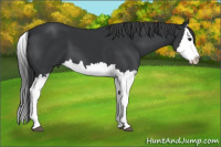 Horse Color:Black Splash