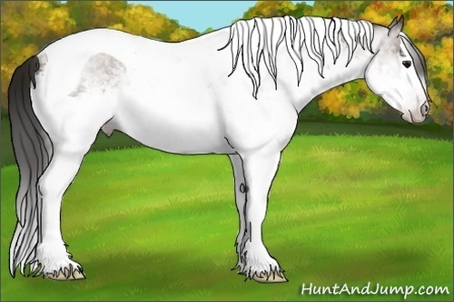 Horse Color:Gray White Spotted Classic Champagne Splash Tobiano 