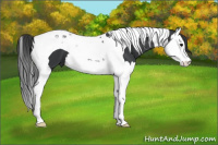 Horse Color:Brown Splash Tobiano 