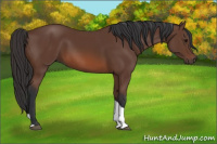 Horse Color:Bay Tobiano 