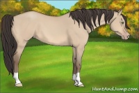 Horse Color:Amber Champagne Dun 