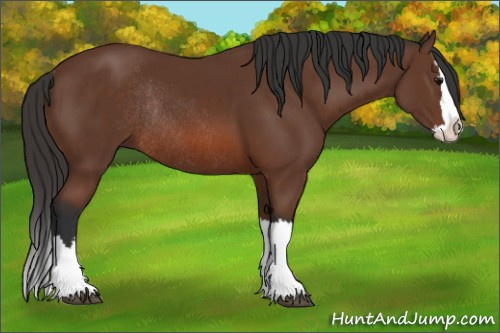 Horse Color: Bay Sabino Splash Rabicano 