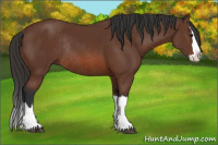 Horse Color:Bay Sabino Splash Rabicano
