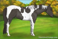 Horse Color:Smoky Black Tobiano
