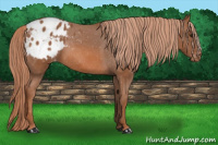 Horse Color:Liver Chestnut Appaloosa Rabicano