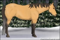 Horse Color:Buckskin 