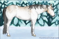 Horse Color:Gray White Spotted Buckskin Dun 
