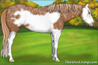 Horse Color:Chestnut Ice Splash Frame