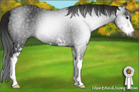 Horse Color:Gray Black Sabino