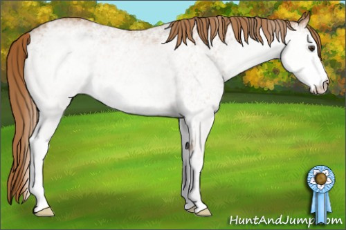 Horse Color: White Spotted Chestnut 