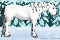 Horse Color:Gray White Spotted Brown