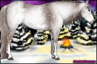 Horse Color:Gray White Spotted Chestnut 