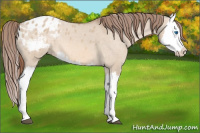 Horse Color:Liver Red Dun Splash Appaloosa 