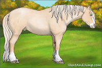 Horse Color:Palomino Roan Pearl Splash