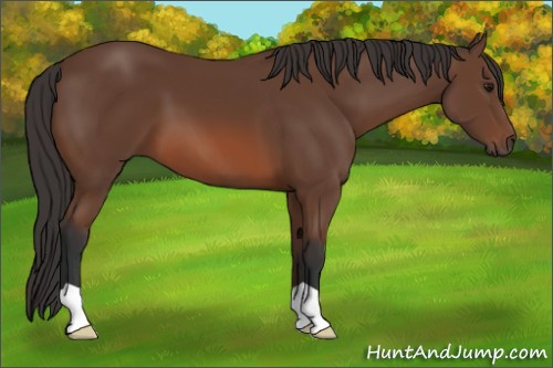 Horse Color: Bay 