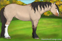 Horse Color:Bay Dun
