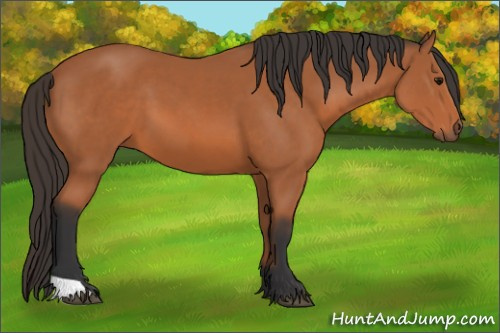 Horse Color: Bay 