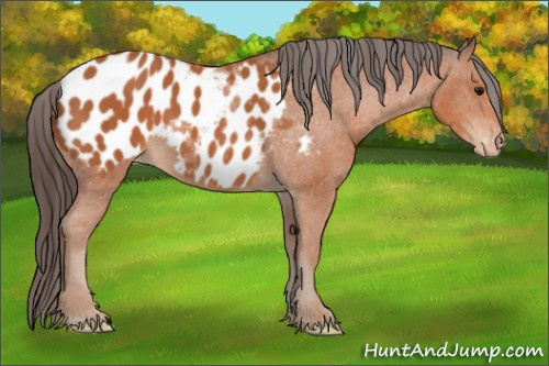 Horse Color: Bay Blanket 