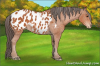 Horse Color:Bay Appaloosa