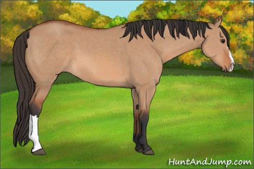 Horse Color: Bay Dun 
