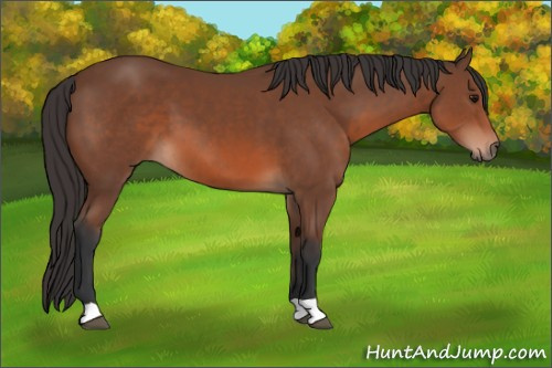 Horse Color: Bay 