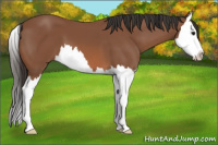Horse Color:Bay Splash 