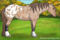 Horse Color:Bay Dun Appaloosa 
