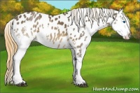 Horse Color:White Spotted Buckskin Splash Appaloosa 