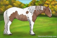 Horse Color:Chestnut Tobiano Rabicano 