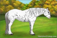 Horse Color:Black Tobiano Appaloosa 
