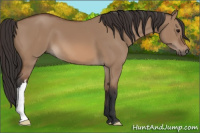 Horse Color:Bay Dun