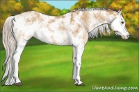 Horse Color:Palomino Sabino 