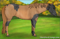 Horse Color:White Spotted Blue Roan Rabicano  Brindle