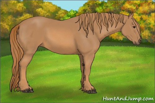 Horse Color: Chestnut 