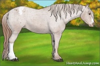 Horse Color:Chestnut Appaloosa
