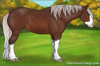 Horse Color:Silver Bay Splash 