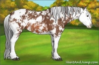 Horse Color:Bay Sabino Splash 