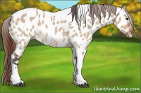 Horse Color:Bay Dun Tobiano Near Leopard 
