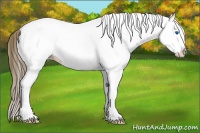 Horse Color:White Spotted Buckskin Splash Appaloosa 