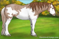 Horse Color:Red Roan Splash Frame 
